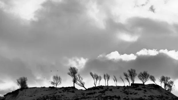 Bare trees along a ridge against heavy cloud, black and white.