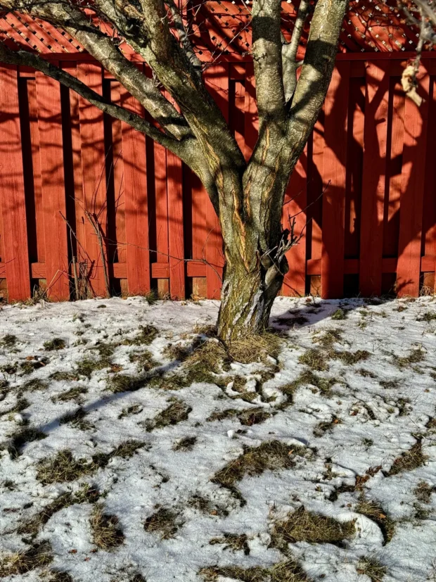 A tree against a red slatted wall in snow.