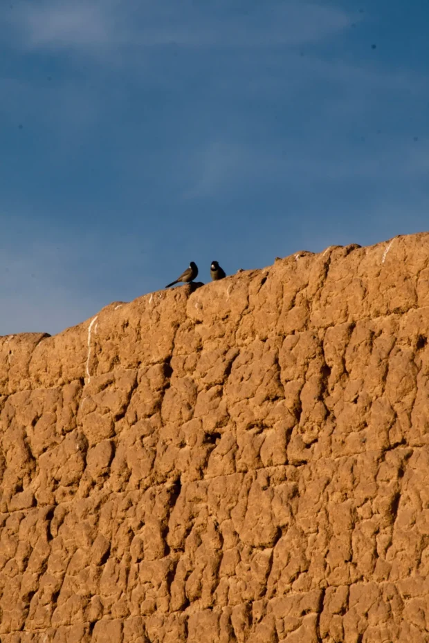 An ochre mud wall running diagonally out of the frame with birds along its ridge.