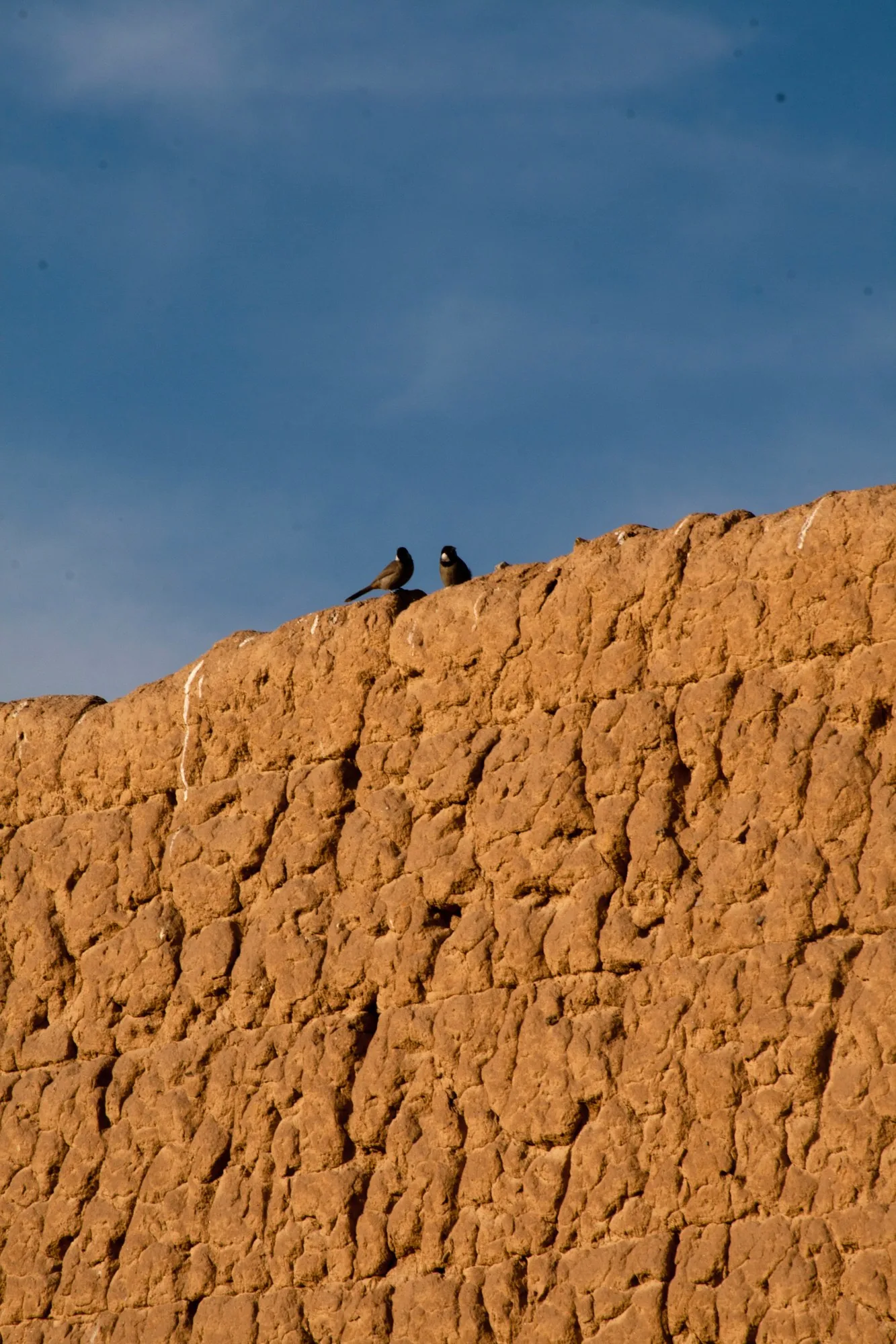 An ochre mud wall running diagonally out of the frame with birds along its ridge.