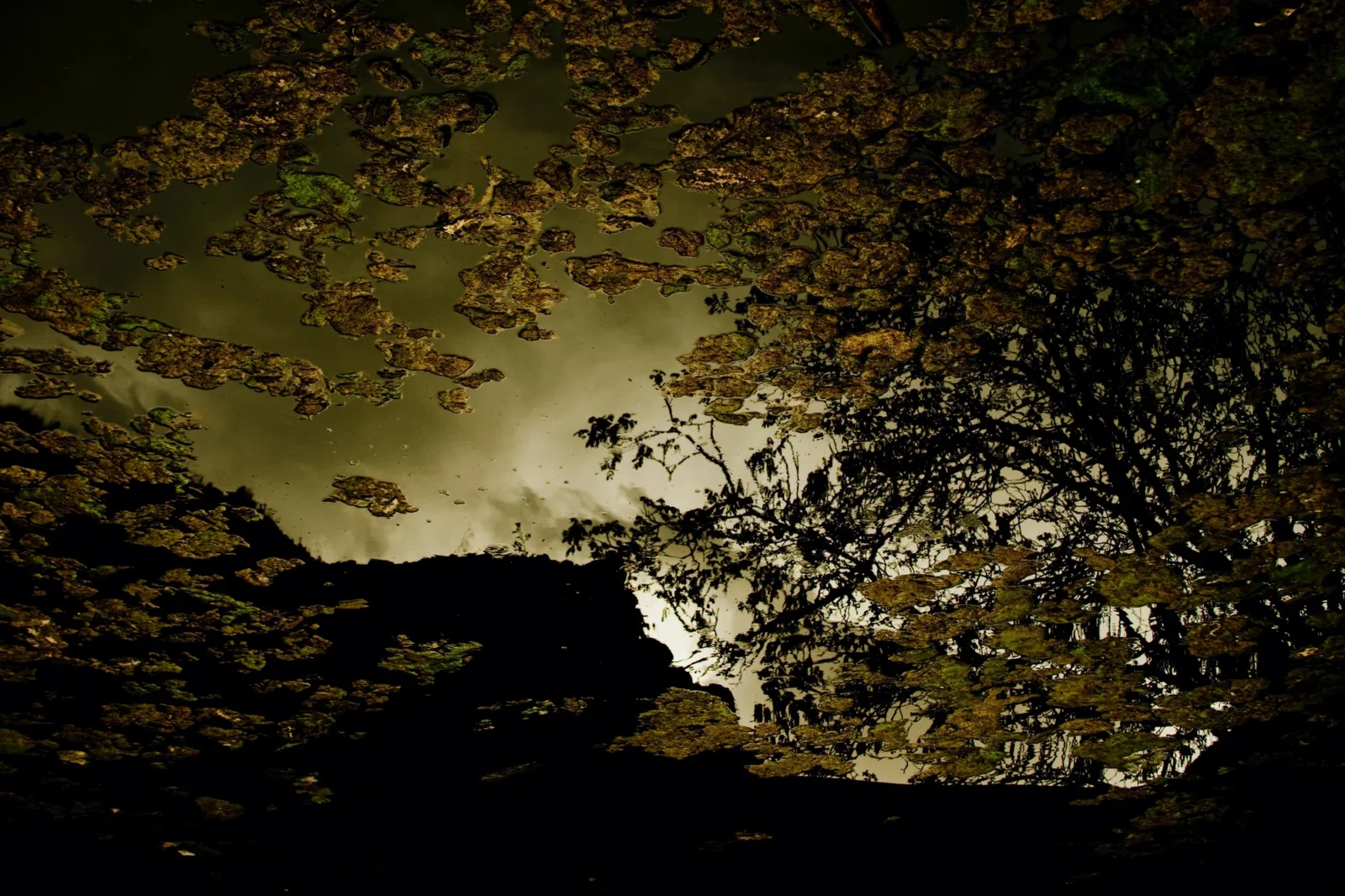 Autumn trees reflected in dark water, gold leaves floating on the surface.