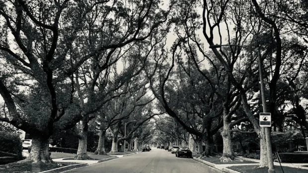 A tree-lined street, black and white.