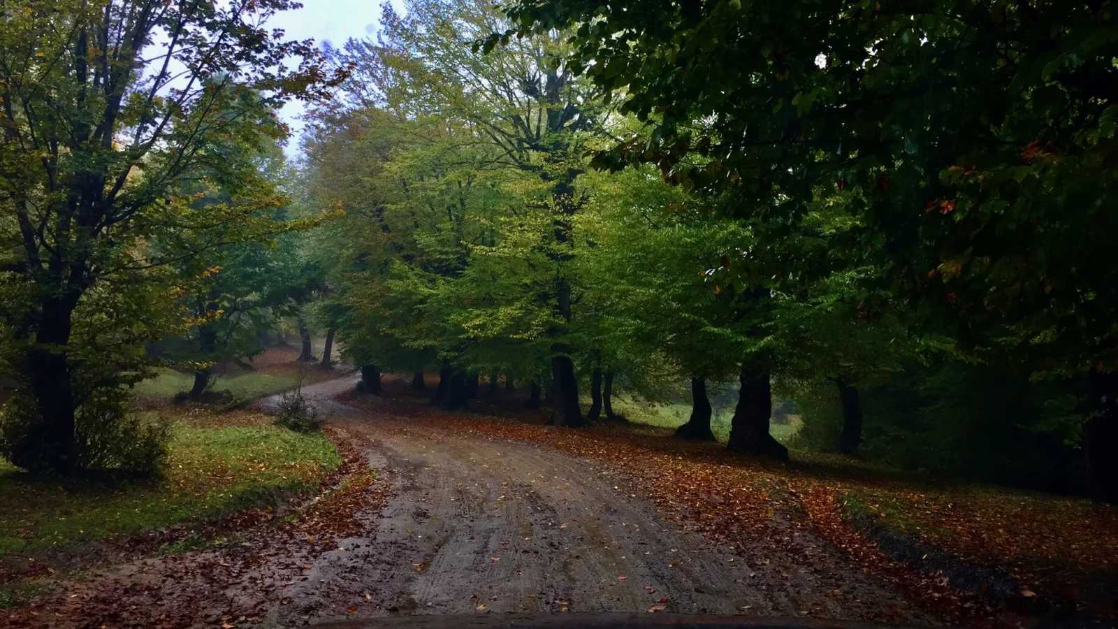 A forest road under leaf litter.