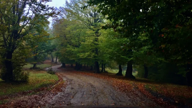 A forest road under leaf litter.