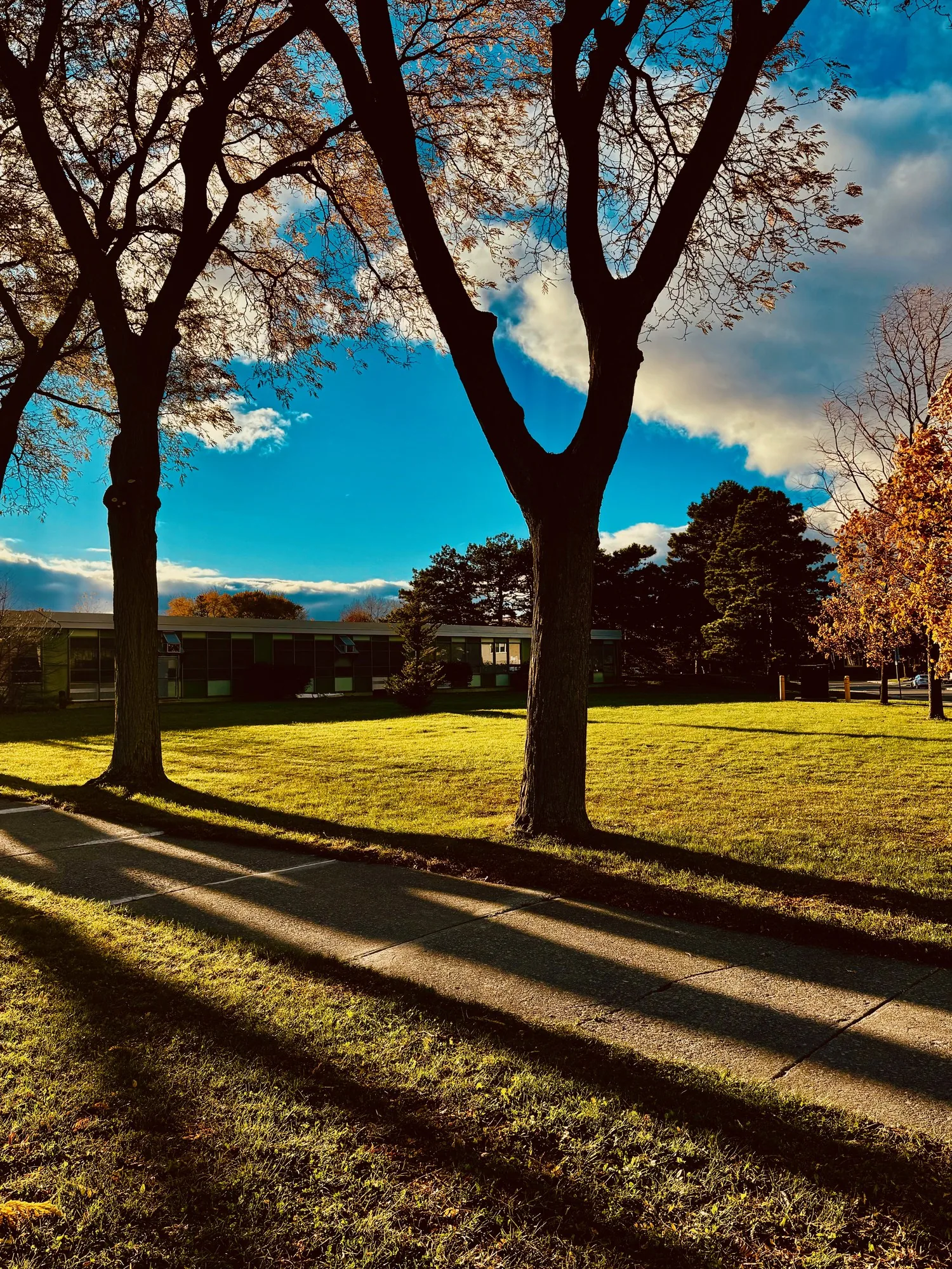 Autumn trees throwing long shadows across a path.