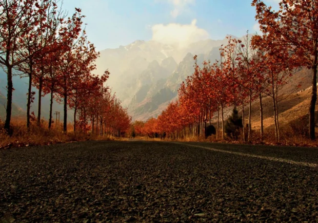 An avenue of trees in autumn colour.