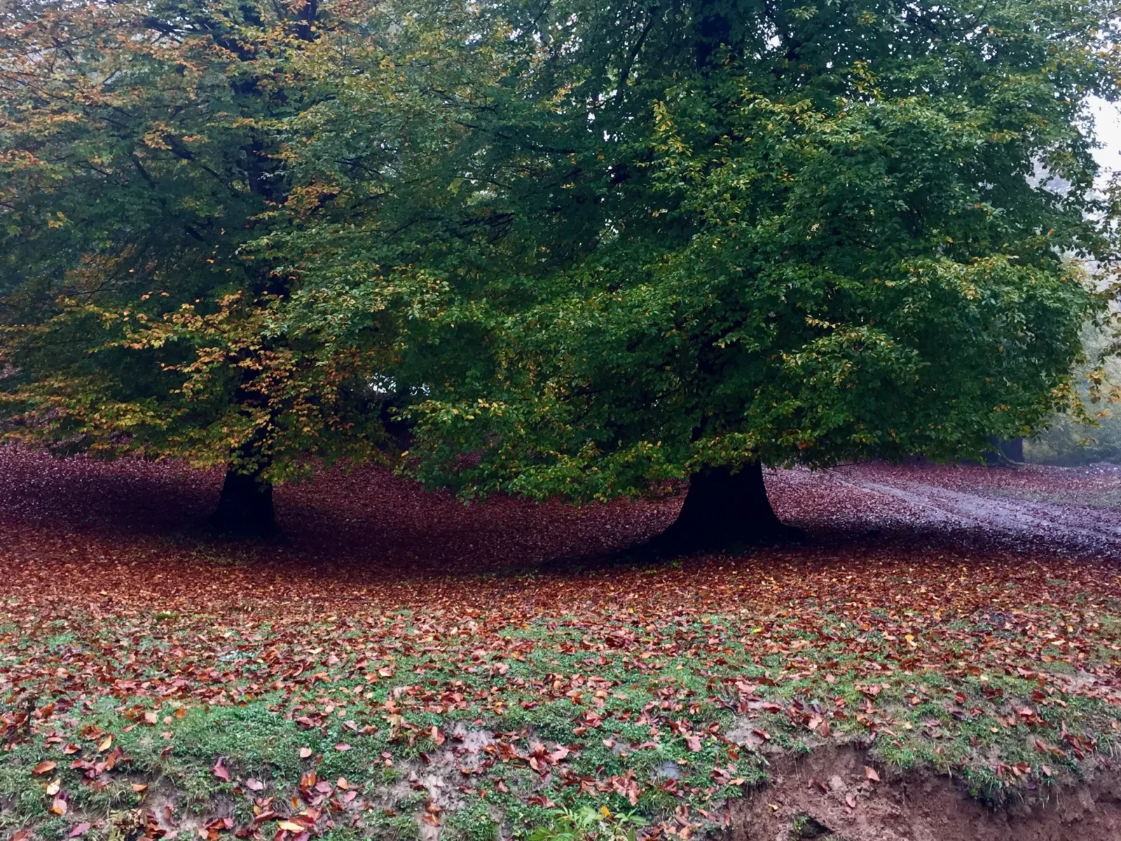 A big tree over a carpet of red leaves.