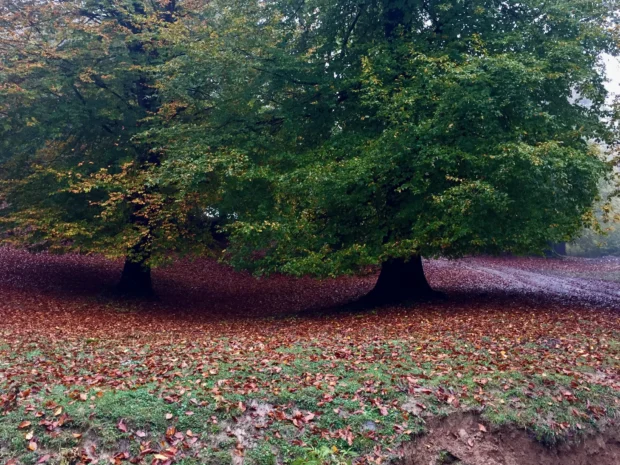 A big tree over a carpet of red leaves.
