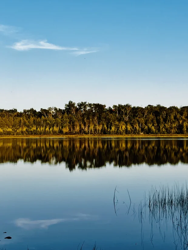 A treeline mirrored in a still lake, blue sky, reeds at the near edge.