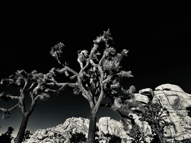 A black joshua tree against deep blue with rocks behind.