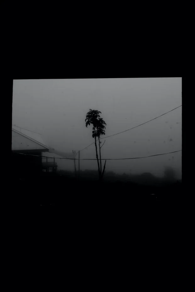 A palm in fog, seen through a dark window frame.