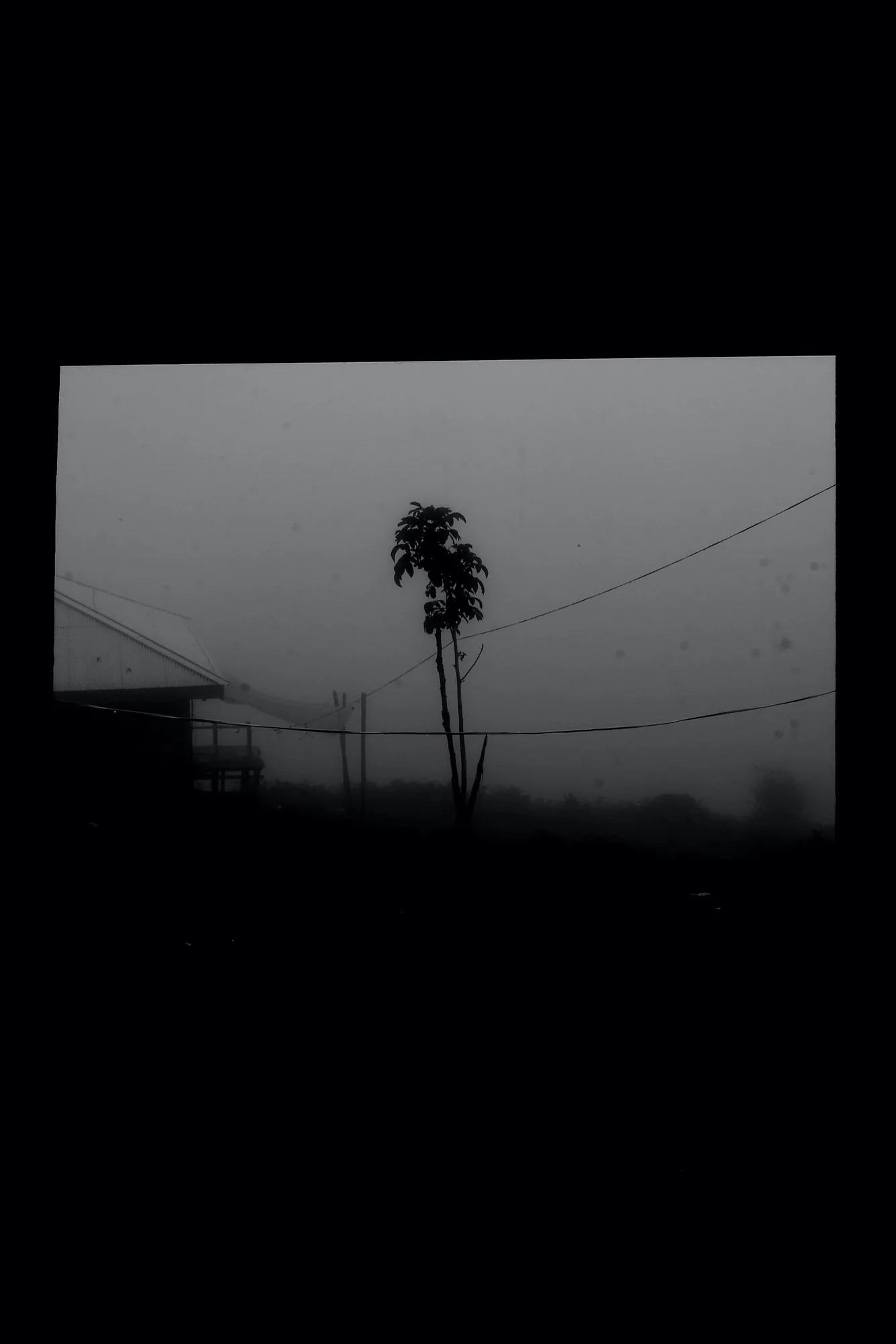 A palm in fog, seen through a dark window frame.