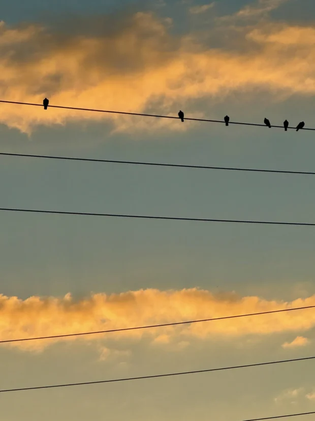 Wires across bands of gold cloud, birds spaced along the top one.