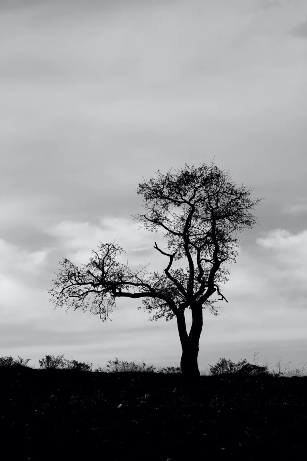 A lone tree on a ridge, high key, black and white.