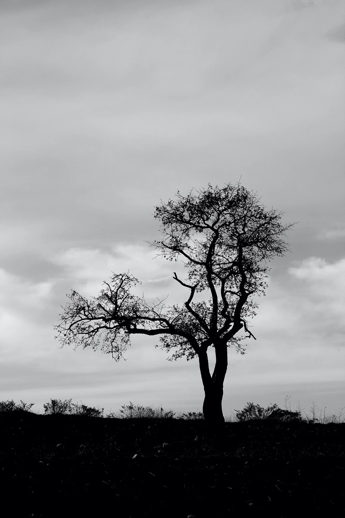 A lone tree on a ridge, high key, black and white.