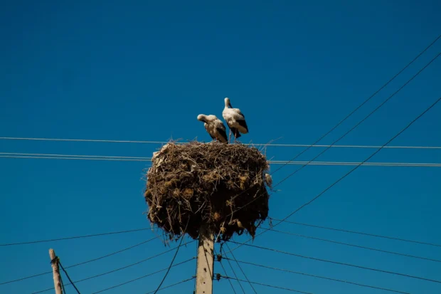 A stork nest on a pole with the wires radiating off it against flat blue.