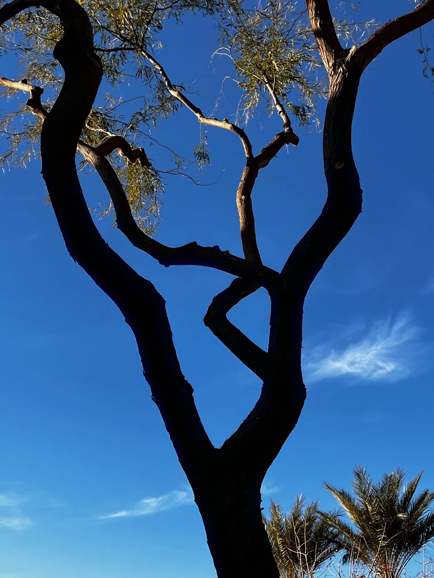 Black branches on deep blue.