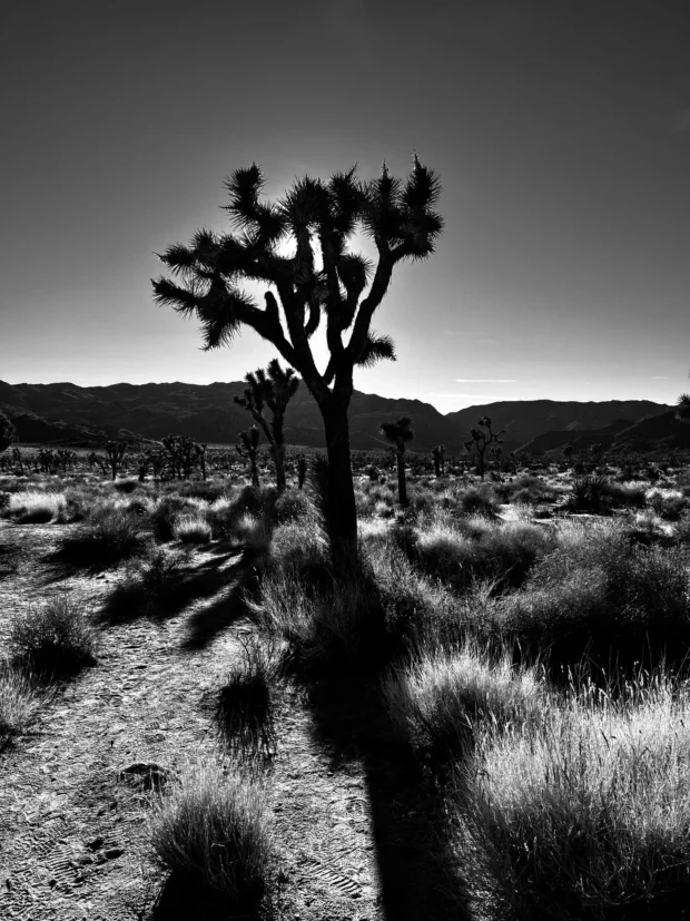 A joshua tree against the sun, the grasses around it lit through.