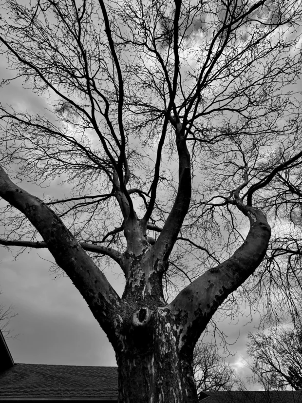 A plane tree from below, black and white.