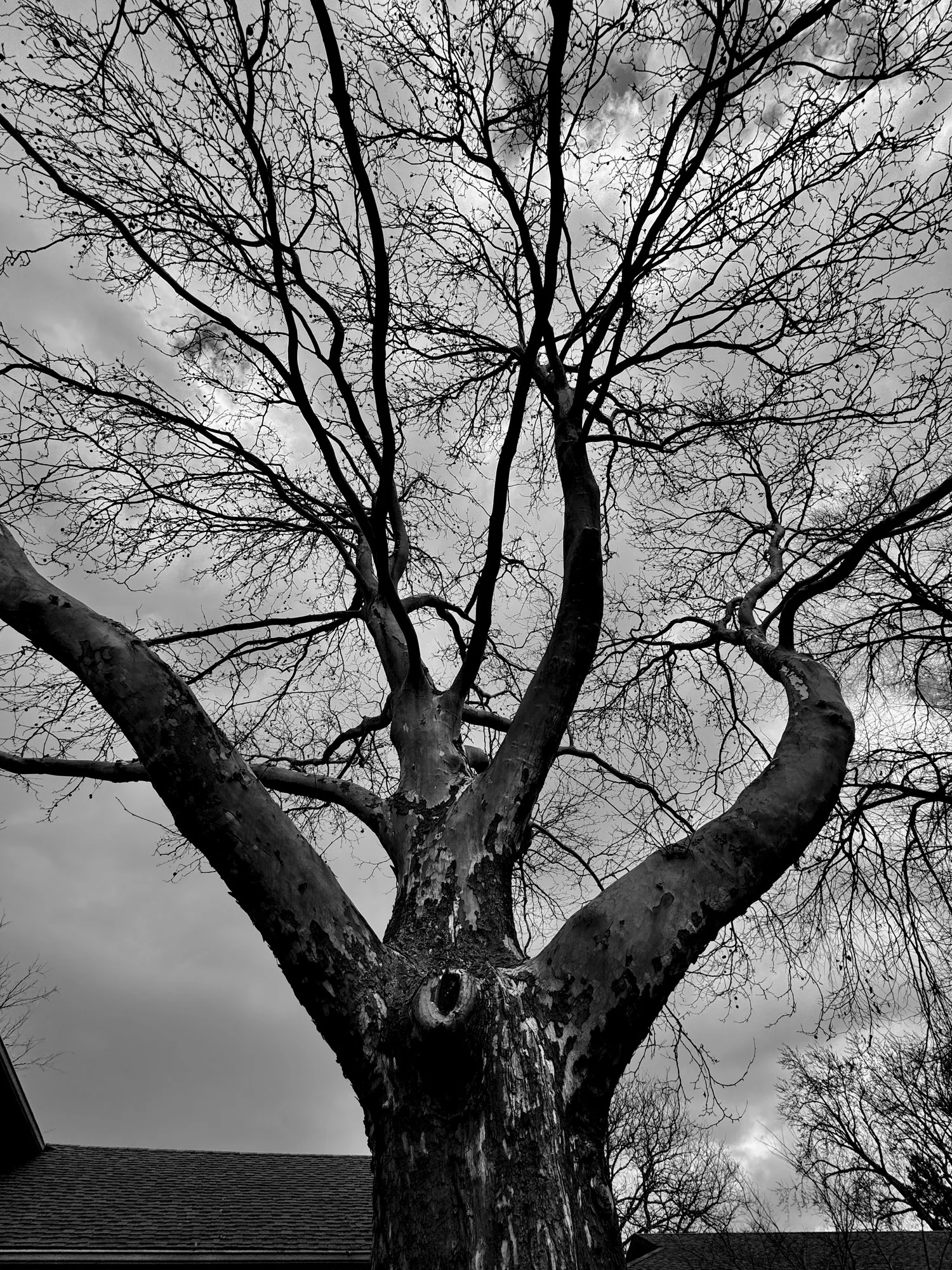 A plane tree from below, black and white.