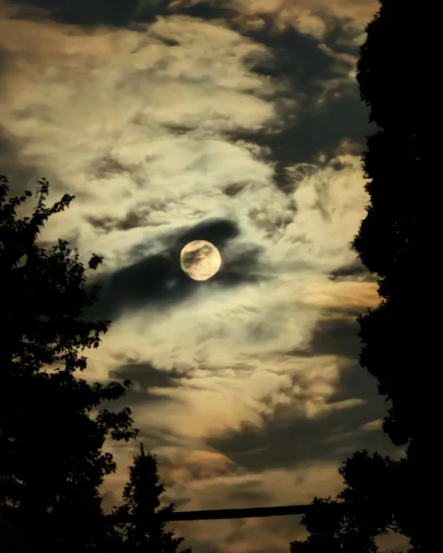 The moon in cloud, framed by dark trees.