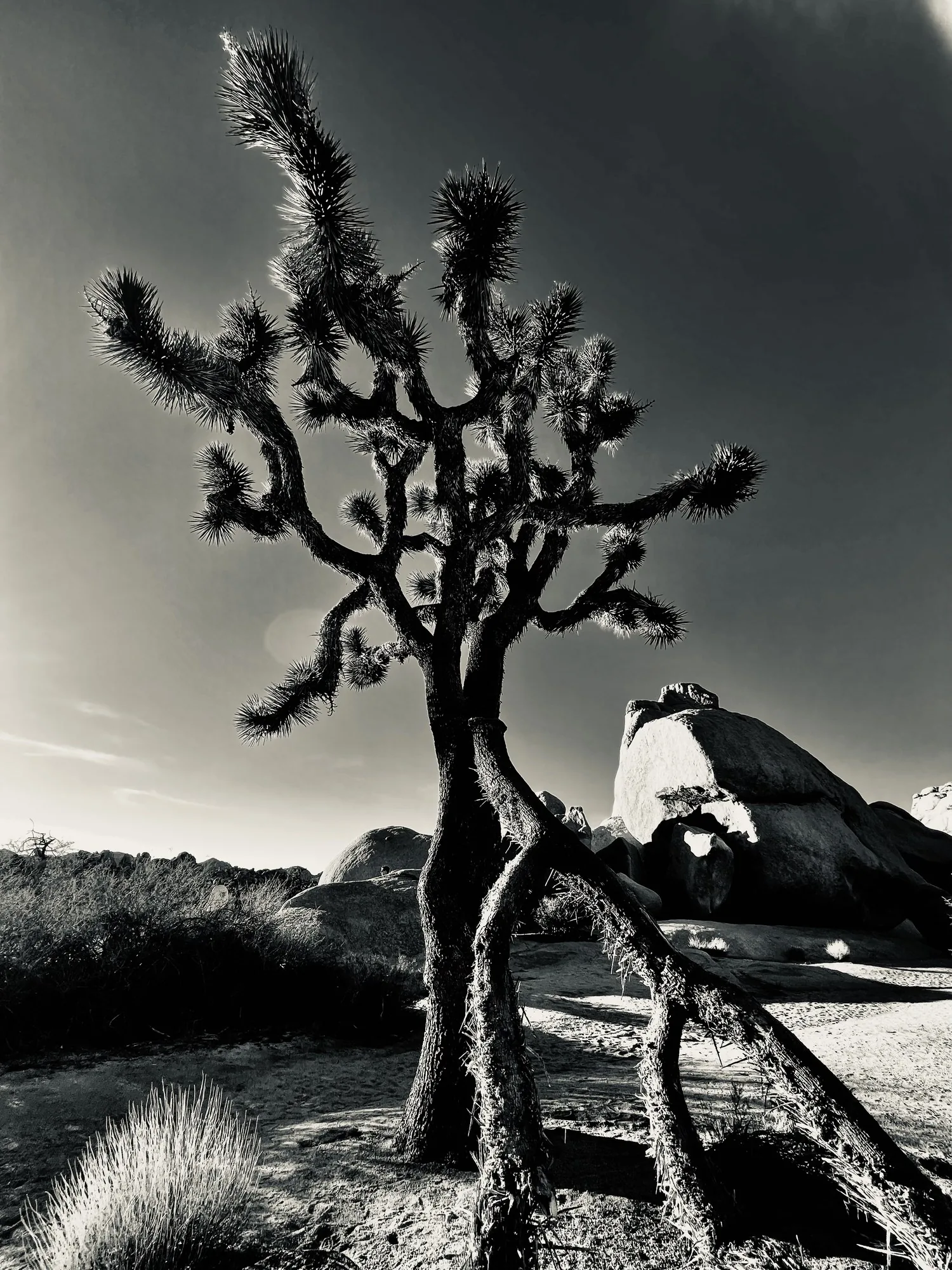 A joshua tree stark against a dark sky, black and white.