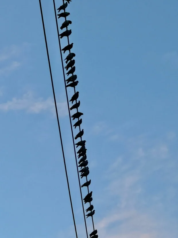 A wire packed corner to corner with birds against flat blue.