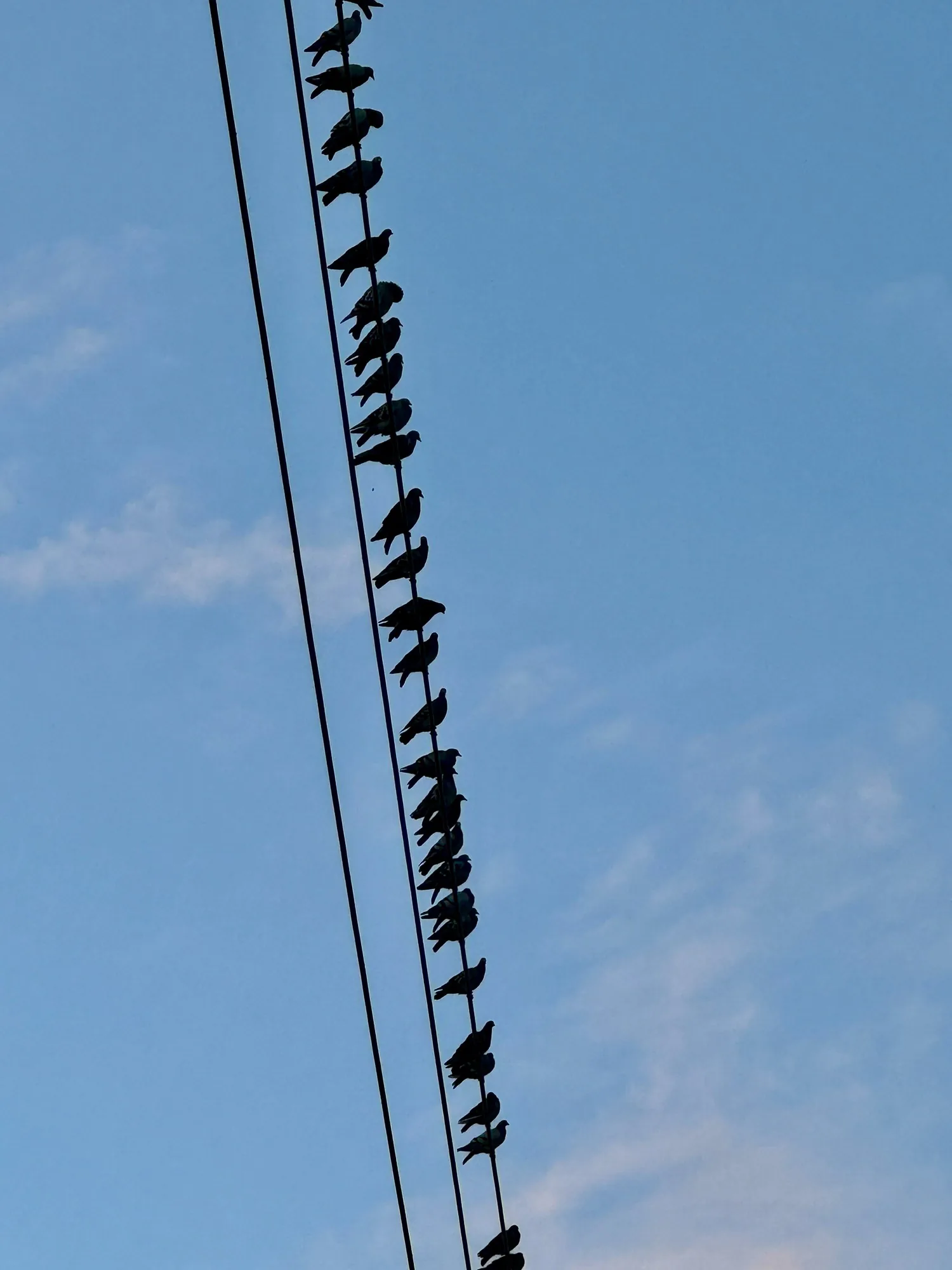 A wire packed corner to corner with birds against flat blue.