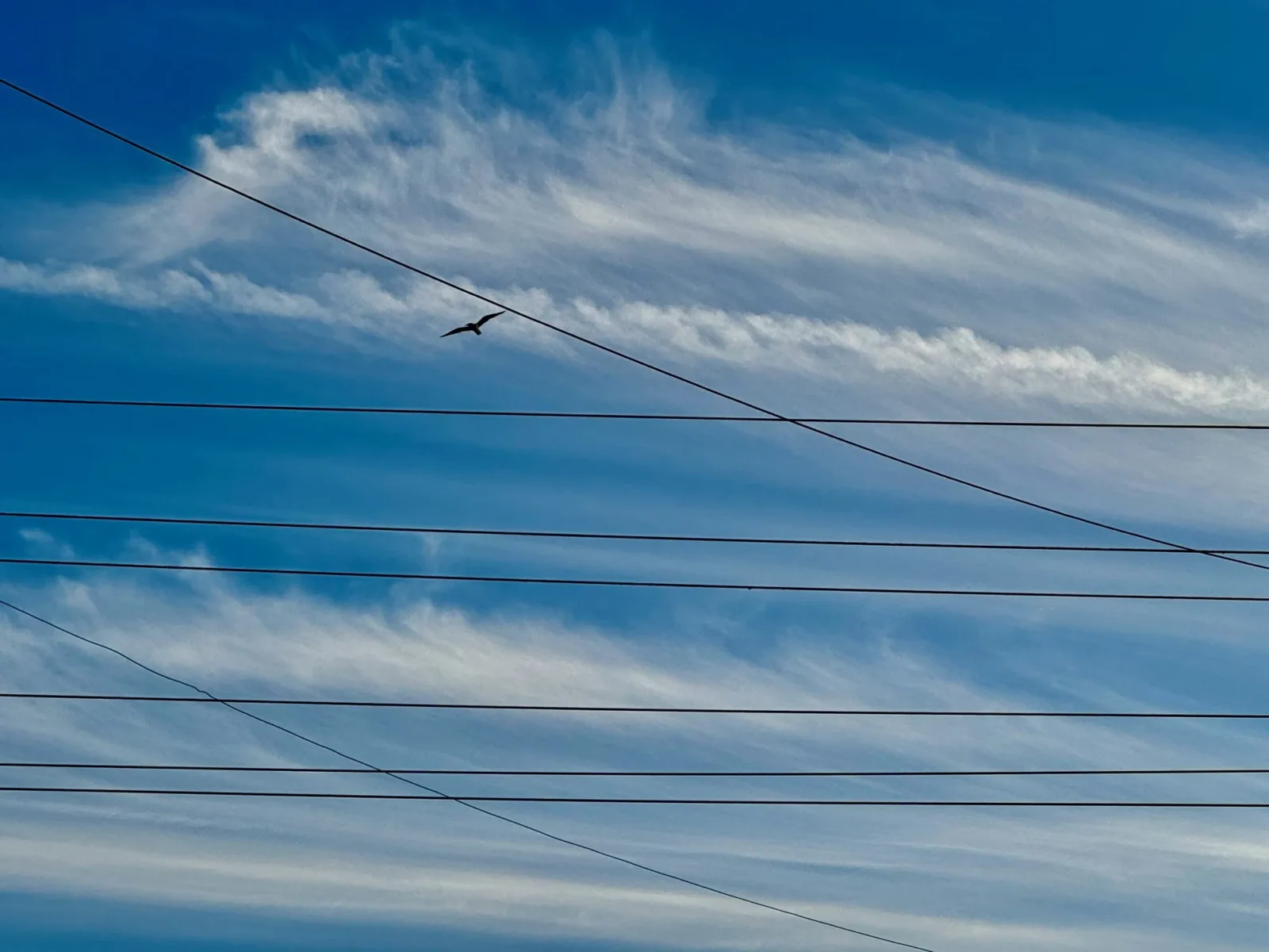One bird on a wire under streaked cirrus.