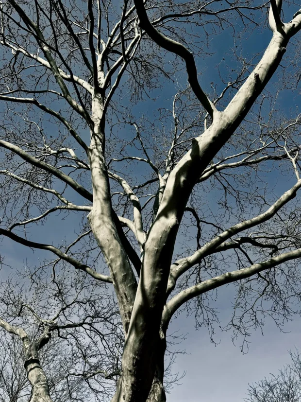 Pale branches against sky.