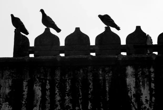 Pigeons on the merlons of a wall, black and white: five hard shapes on five hard shapes.