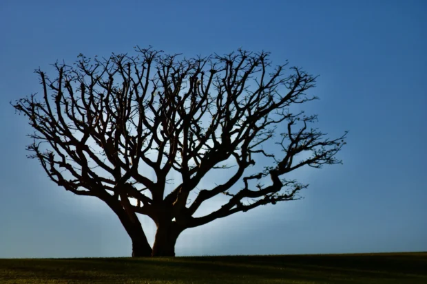 One bare tree, black against blue, nothing else.