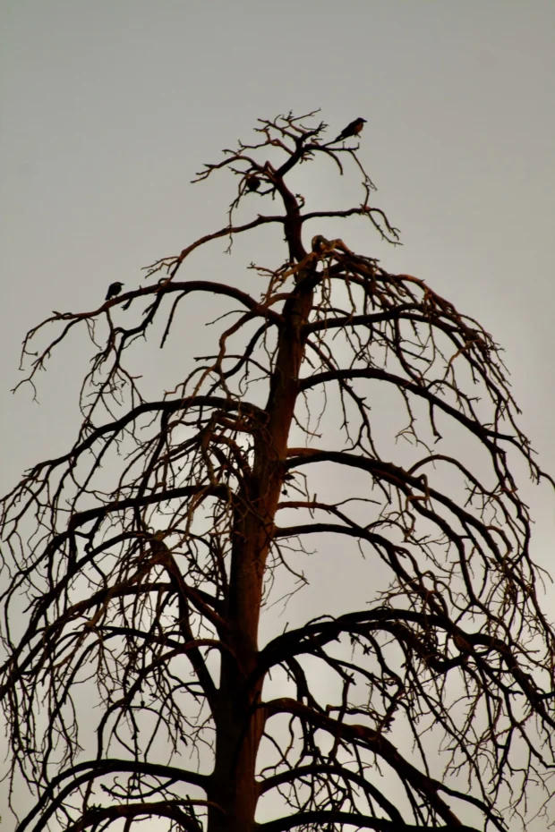 A dead tree against pale sky.