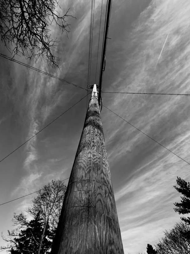 Straight up a trunk into streaked cirrus, nearly symmetrical.
