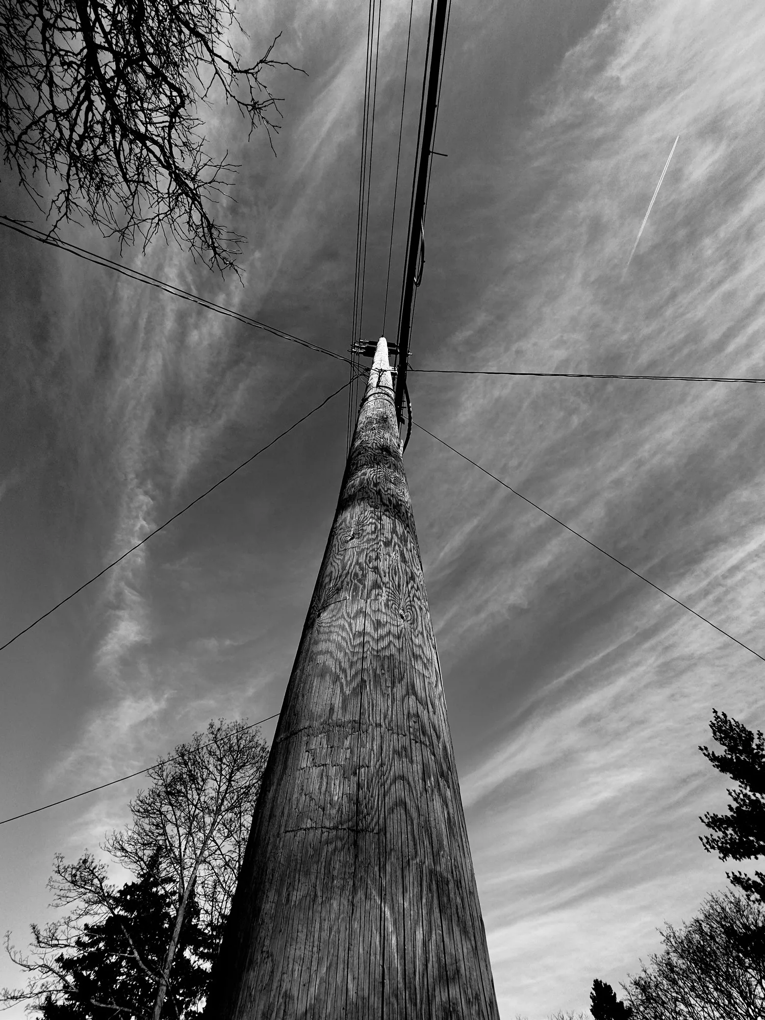 Straight up a trunk into streaked cirrus, nearly symmetrical.