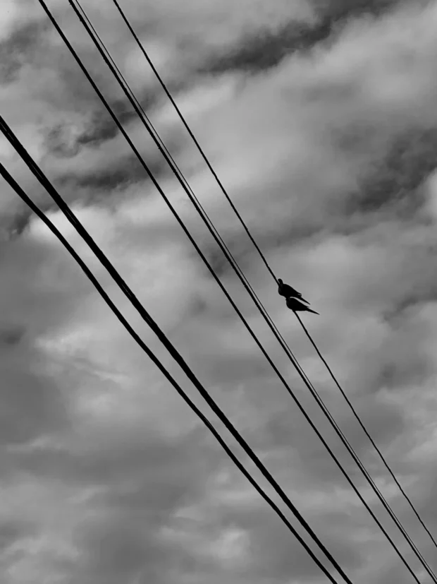 A bird where two wires cross, grey cloud.