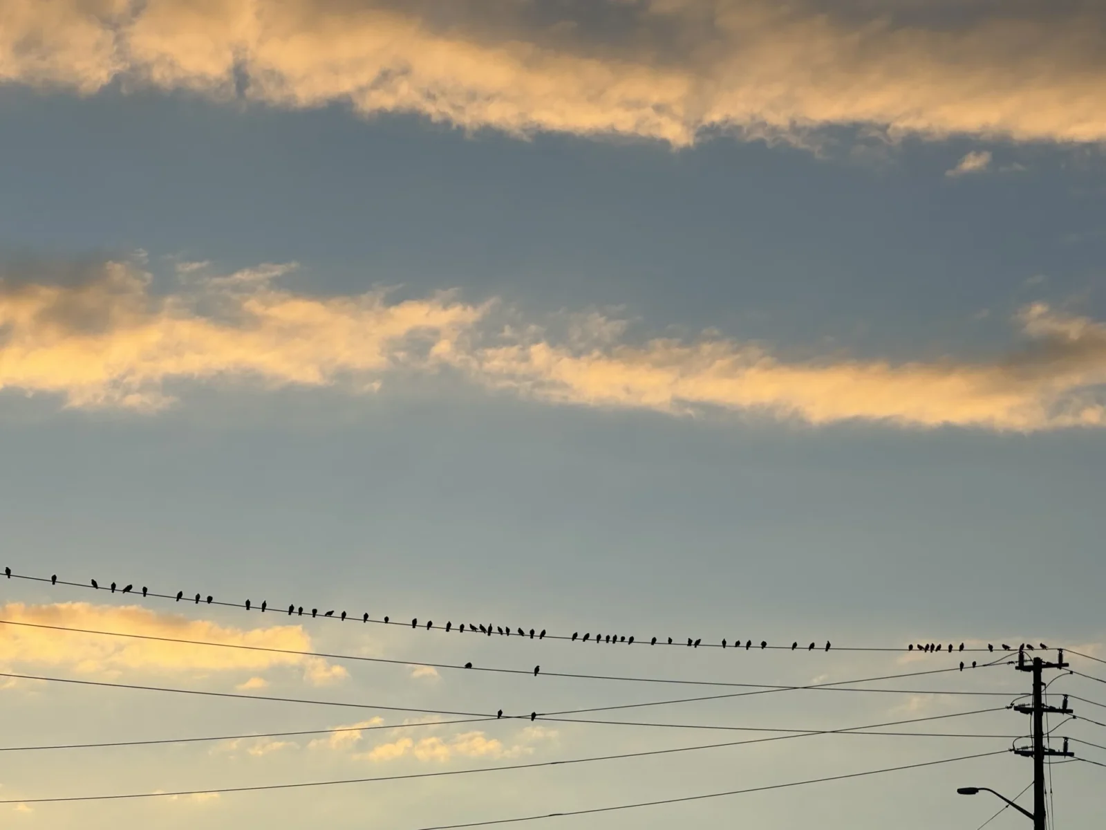 Birds along a long wire under gold evening cloud, a pole at the edge of the frame.