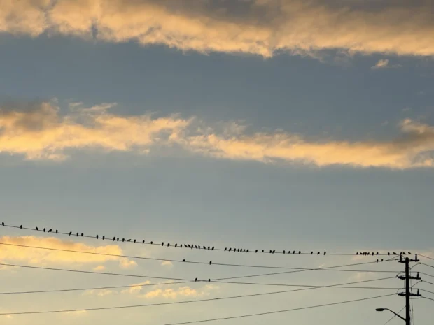 Birds along a long wire under gold evening cloud, a pole at the edge of the frame.