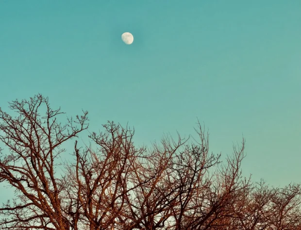 Branches and a moon against teal.