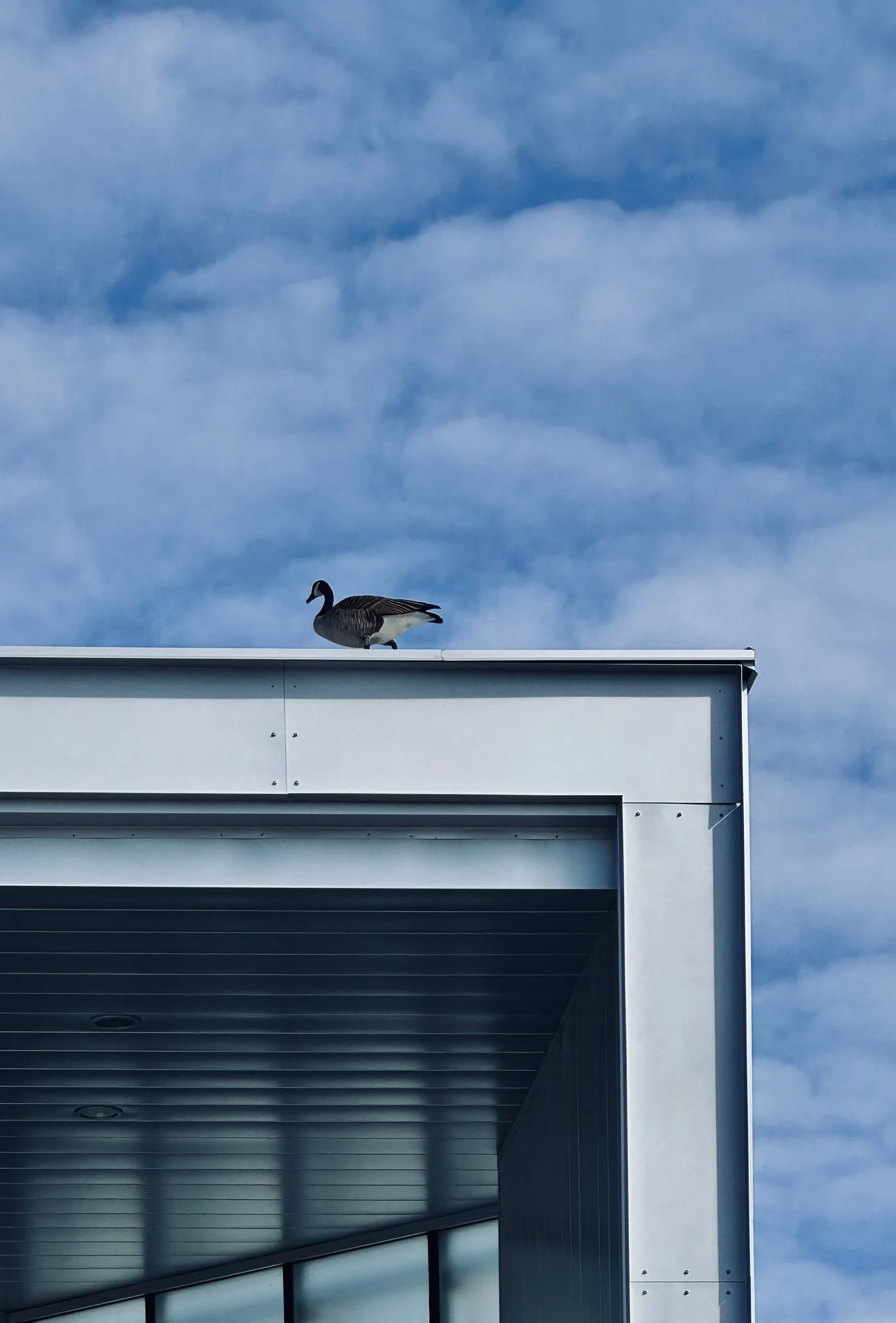 A single bird standing on the parapet of a pale building against flat blue.