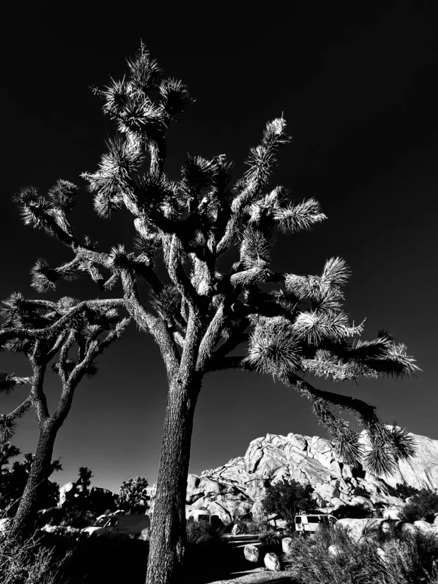 A joshua tree black against a lit ridge, black and white.