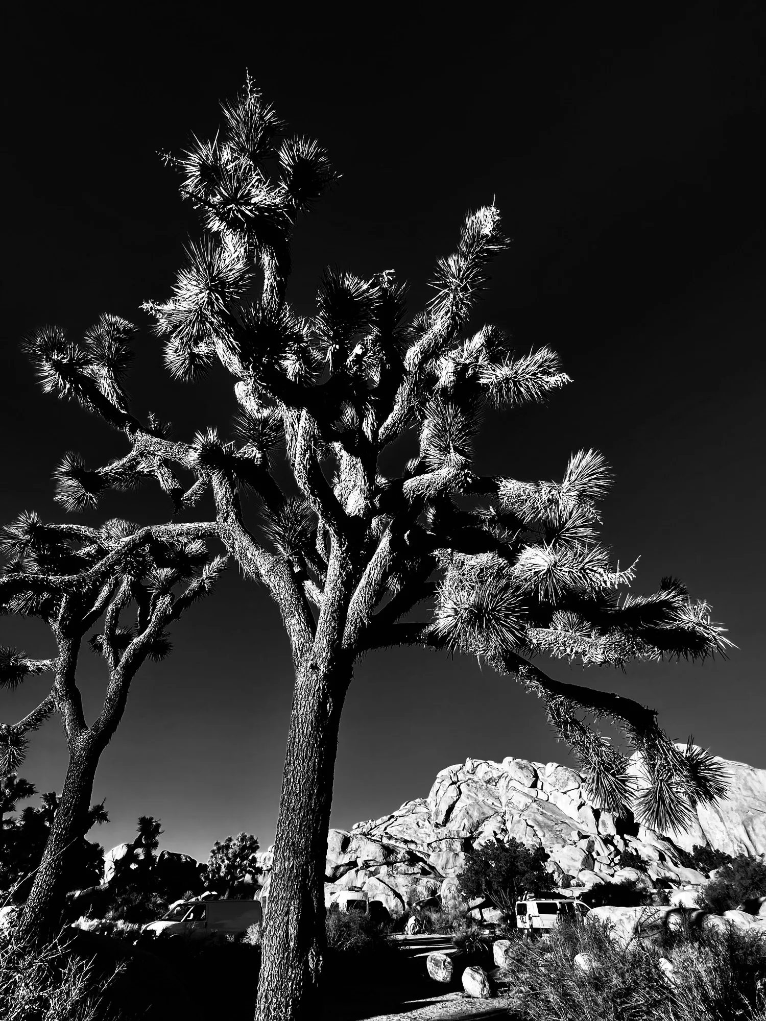 A joshua tree black against a lit ridge, black and white.
