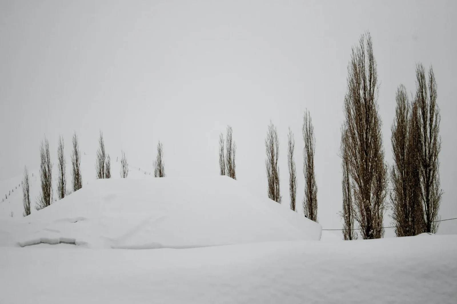 Poplars standing out of deep snow.