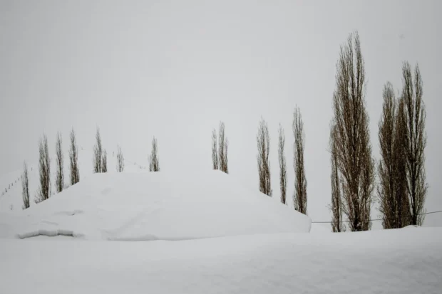 Poplars standing out of deep snow.