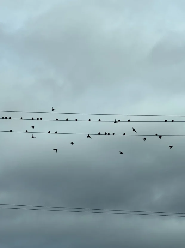Birds spread across wires on flat pale grey.