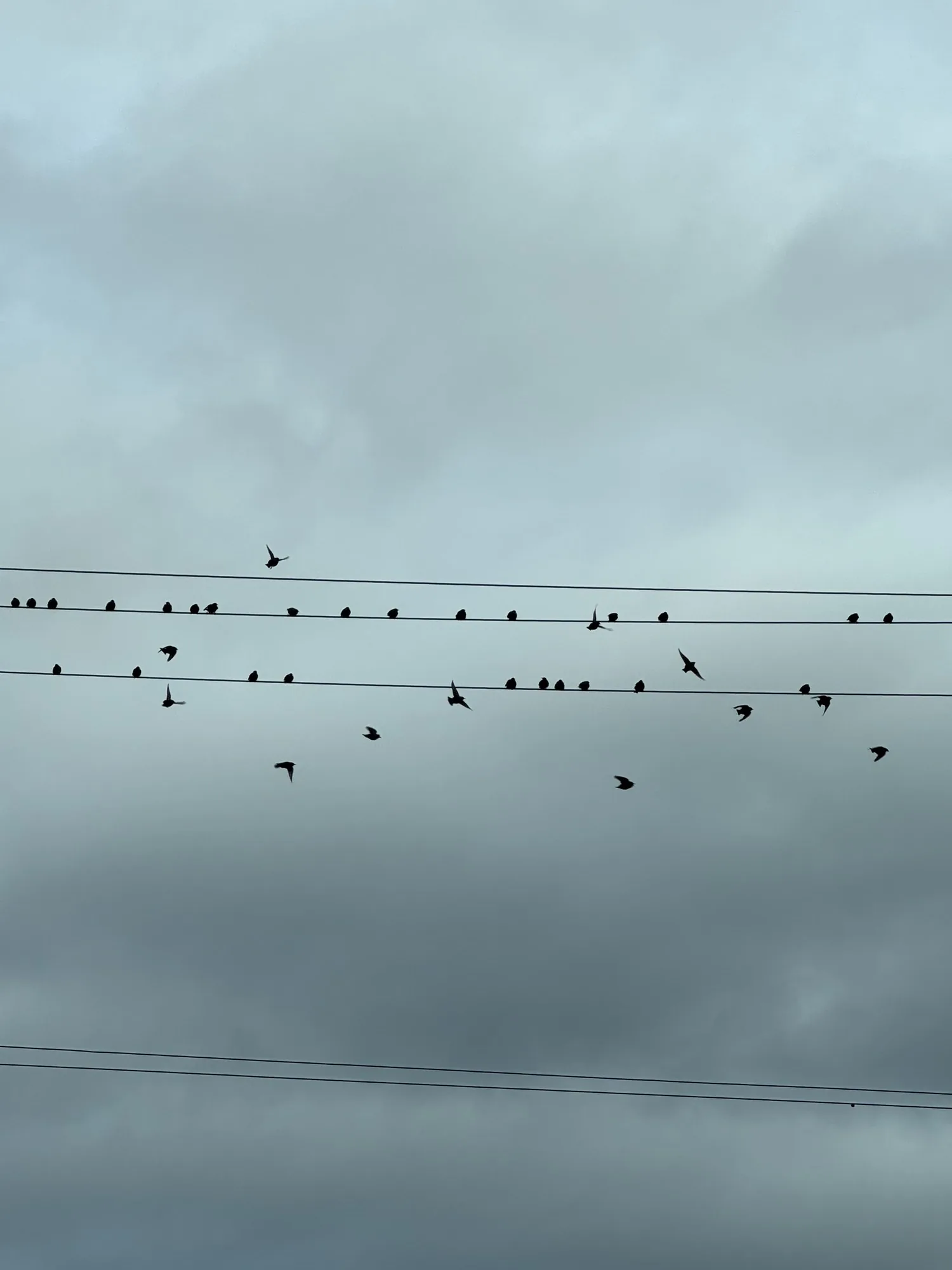 Birds spread across wires on flat pale grey.