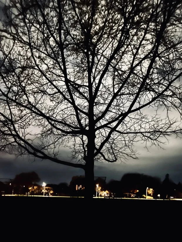 A tree against a town at dusk, the lights behind it.
