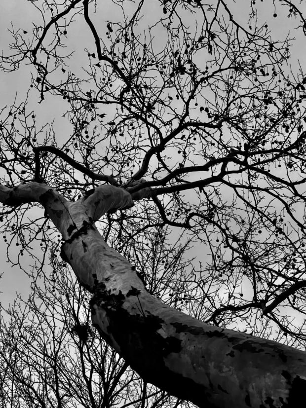 A heavy limb across a net of branches.