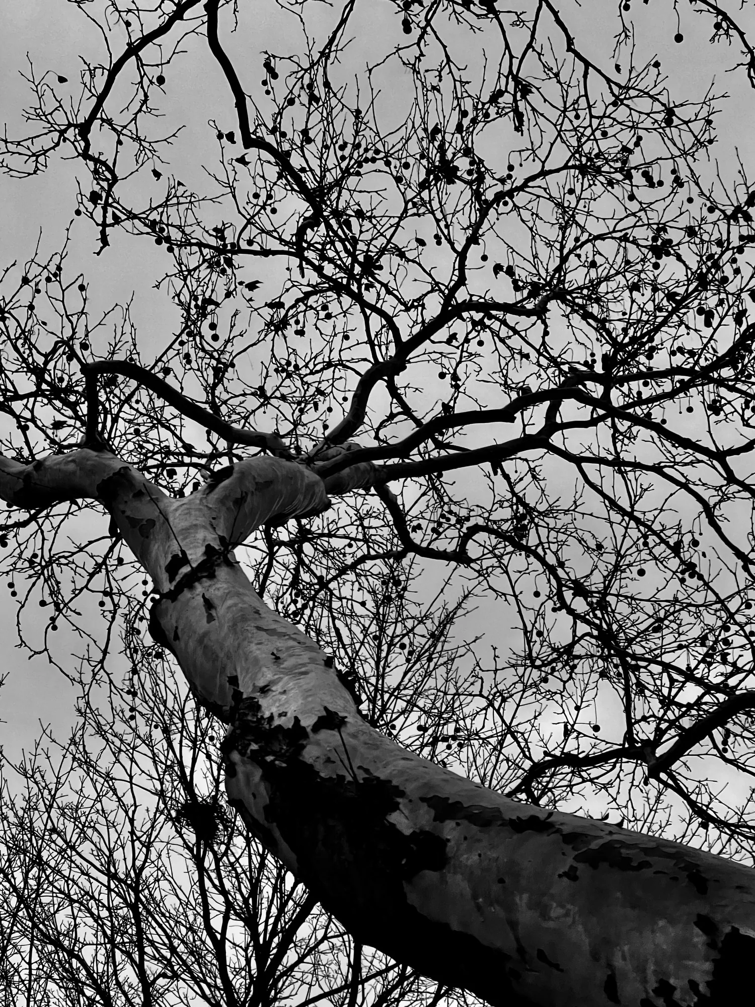 A heavy limb across a net of branches.