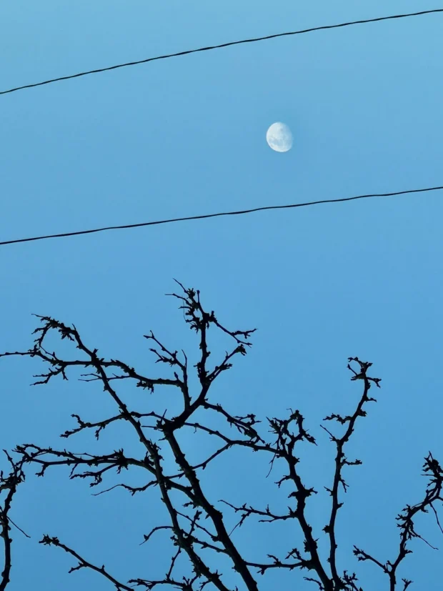 Branches, moon and a power line against blue.